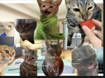 猫ミームファンの会