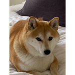 Fabulous pup