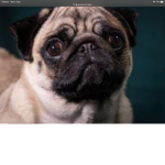 Diesel my dog