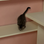 Mini cat cafe