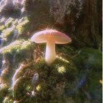 Smart Mushrooms