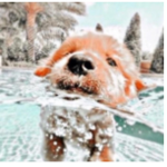 Animalfriends~