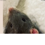 Queen/king rats