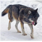 The Aesthetic Wolfs
