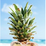 Pineapple’s Designs