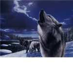 wolf loveas