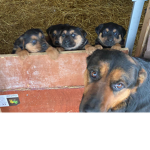 Puppies and their Mommy