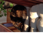 Abigail's cat club