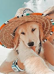 Lexi’s preppy dogs