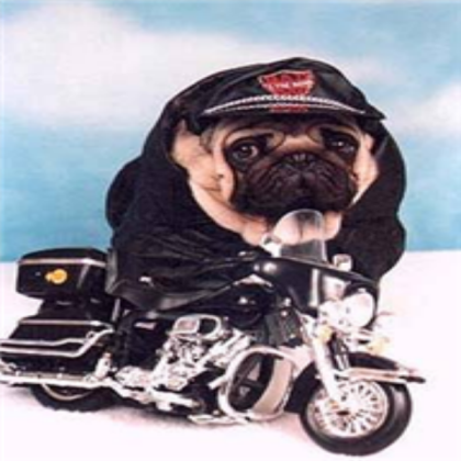 this dog is on the hot spot Roblox decal