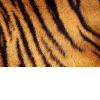 ɪ ʟᴏᴠᴇ ᴛɪɢᴇʀs 🐅