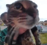 Sushi's Cats