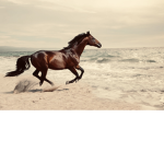 Wild horse island club!