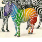 animal nation