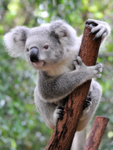 Leo koala team