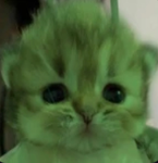 Cat smelly paws