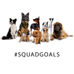 *Dog Squad*