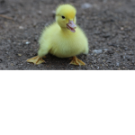 BEST duck army EVER!!!!