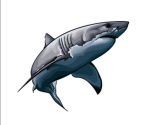 sharky's paradise