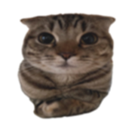 Xylo 彡