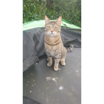 Pheebee the kitty