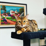 Simba The Bengal Fan Group