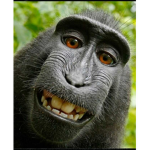 The monkeys boy 3D