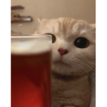 tea and cat