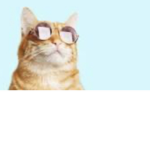 Join this group do you love cats