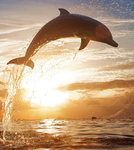 Thediamond Dolphin Clan