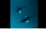 Aquatic center