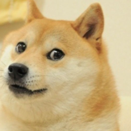 Doge Training Camp