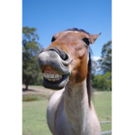 horse throwing it back