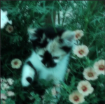 -ˏˋ幸運チャージᩚˊˎ-