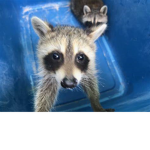 jacksons raccons