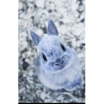 Rabbit & Bunnies Fans