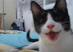 exploded group cat