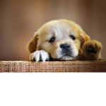 puppies are the rulers of you!!