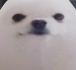 Eggdog comunity