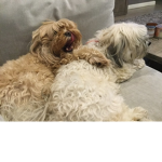 Puppy club201
