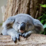 -koalas-