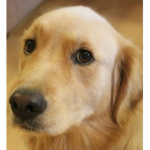 SxplyDogGy