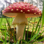 OFFICIAL MUSHROOM GANG