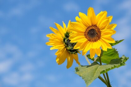 Sunflower Hangout!