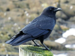 Super crows