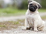 ~Pugs Rule~
