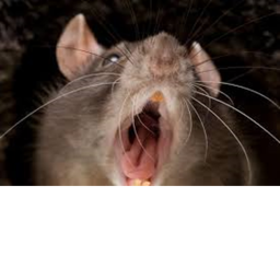 Rat sewer epic and chill.