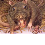 RAT GAND