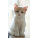 Cutest kitty