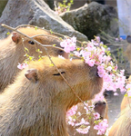 The Capybaras !